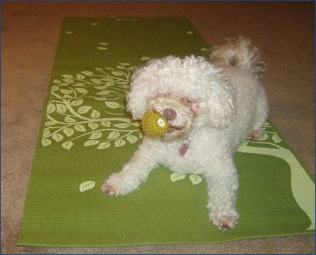 Yoga for your Dog