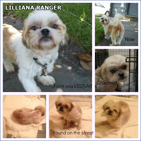 Lilliana Range Recue Dog Houston Texas