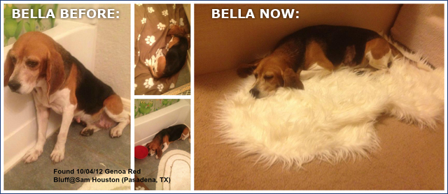 Bella BeagleDoo Rescue Dog Houston TX